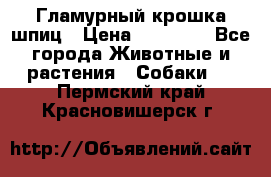 Гламурный крошка шпиц › Цена ­ 30 000 - Все города Животные и растения » Собаки   . Пермский край,Красновишерск г.